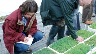 Surveillance phytosanitaire de jeunes plants horticoles ornementaux © J. Jullien